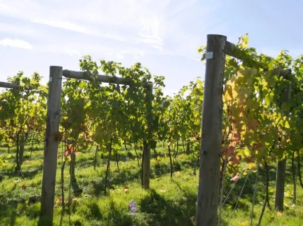 Terreno Agricolo via Campi Al Lago, Caldaro Sulla Strada Del Vino