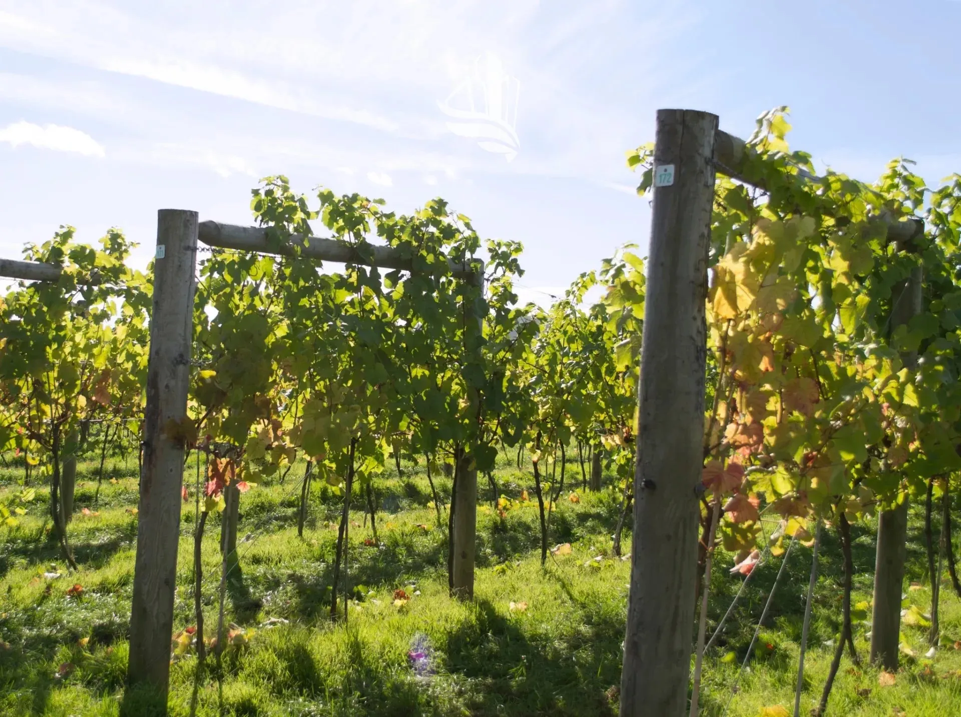 Immagine per Terreno agricolo in vendita a Caldaro sulla strada del vino