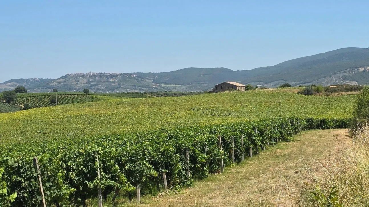 Immagine per Casale in vendita a Baschi strada Provinciale 92