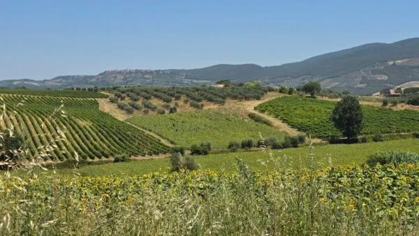 Casale strada Provinciale 92, Baschi