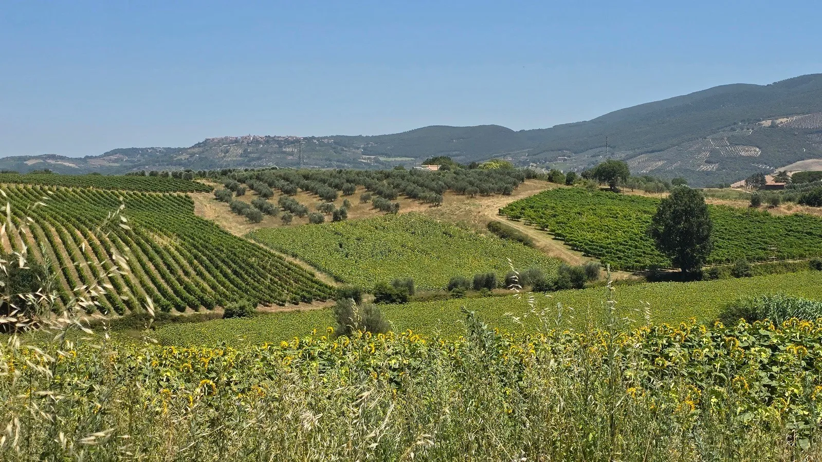 Immagine per Casale in vendita a Baschi strada Provinciale 92
