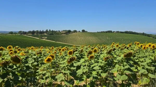 Casale strada Provinciale 92, Baschi