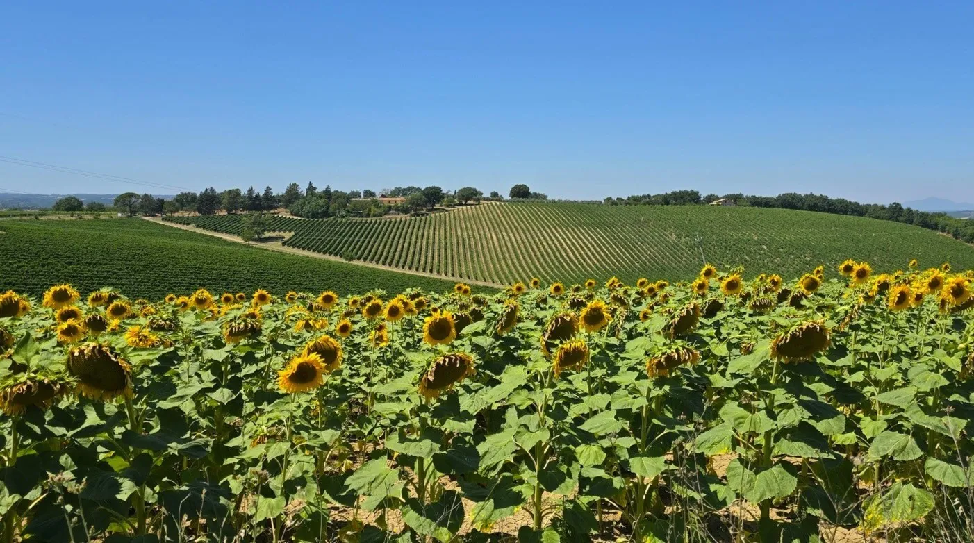 Immagine per Casale in vendita a Baschi strada Provinciale 92
