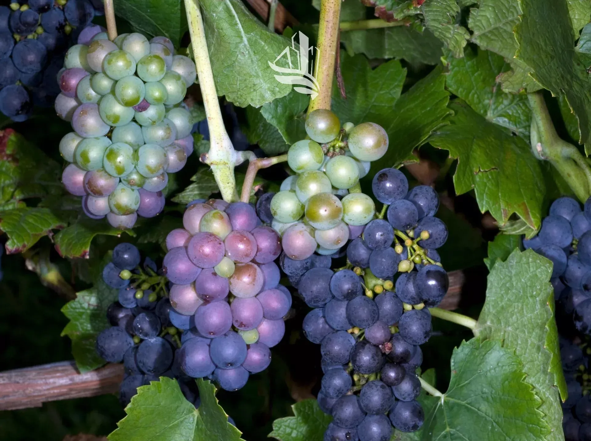 Immagine per Terreno agricolo in vendita a Caldaro sulla strada del vino