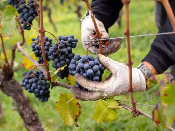 Terreno Agricolo Laives