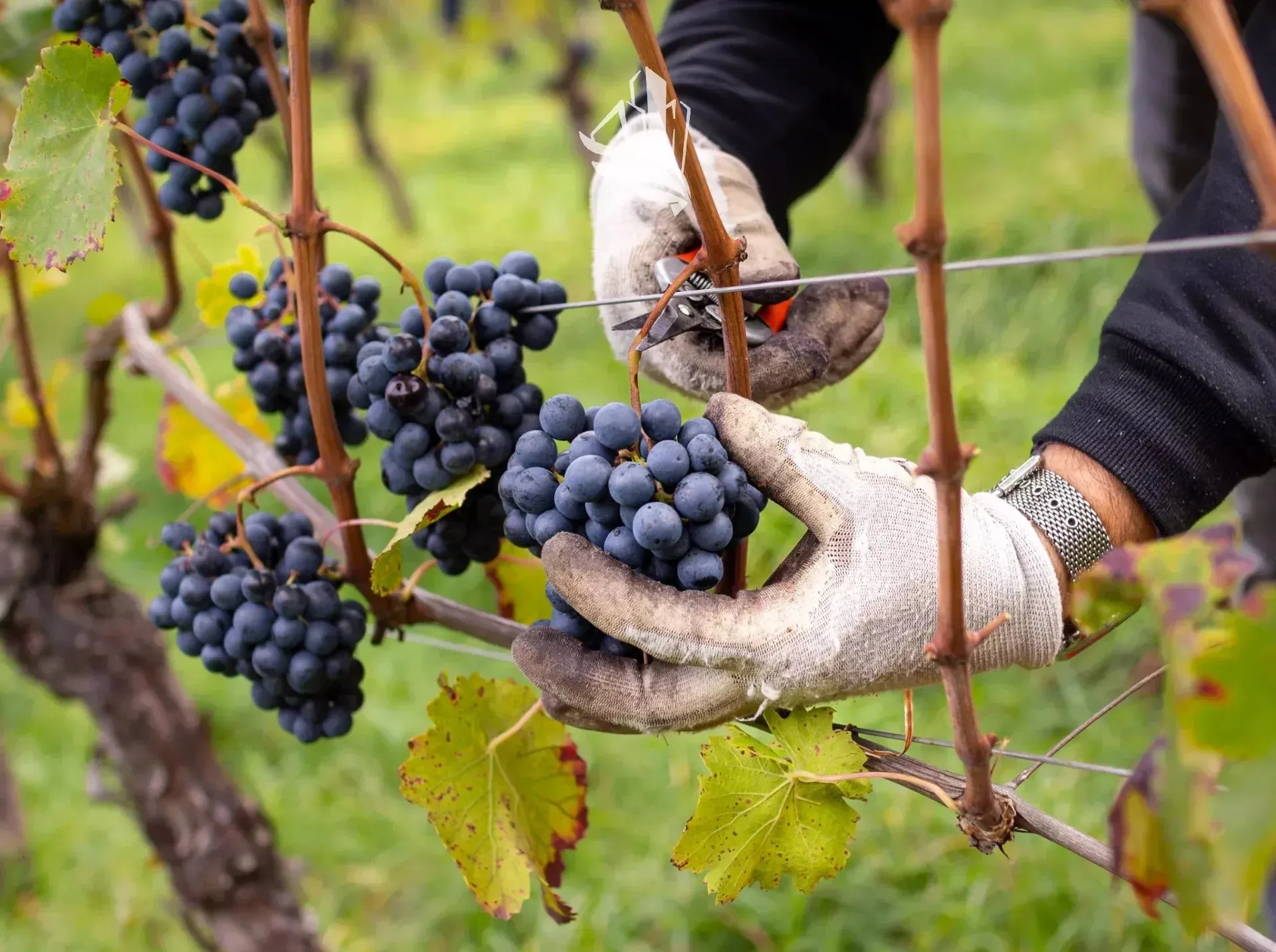 Immagine per Terreno agricolo in vendita a Laives