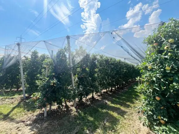 Terreno Agricolo Nalles