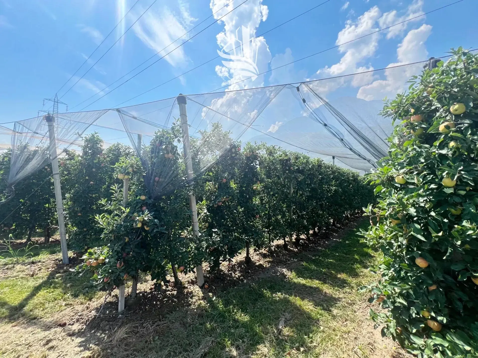 Immagine per Terreno agricolo in vendita a Nalles