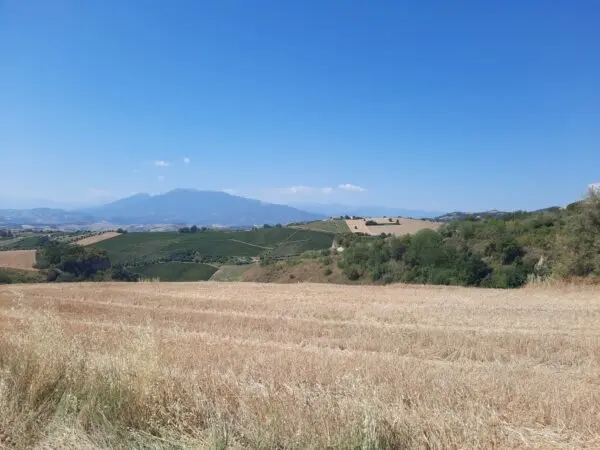 Immagine per Agricolo in vendita a Offida via Sp 17