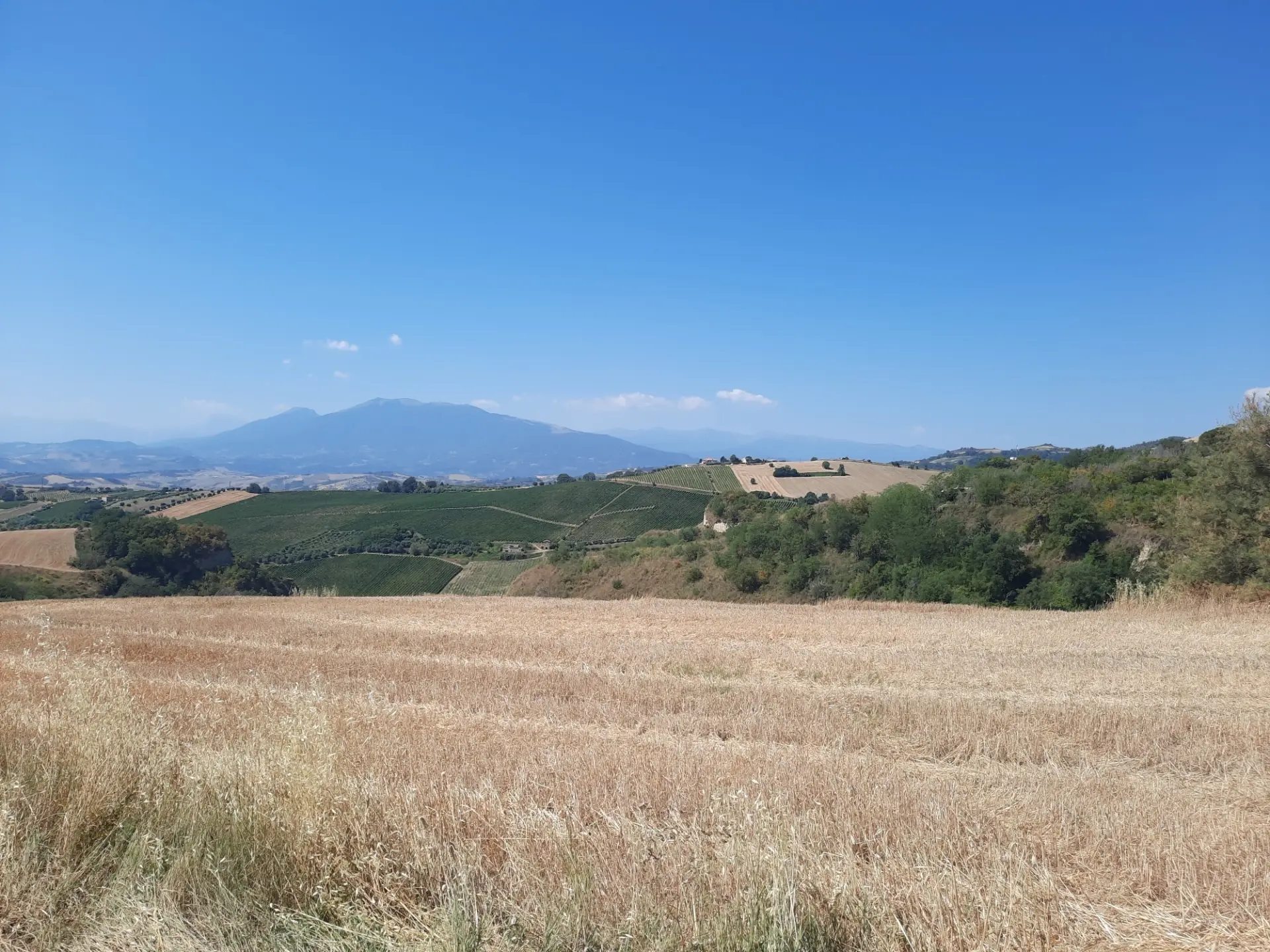 Immagine per Agricolo in vendita a Offida via Sp 17