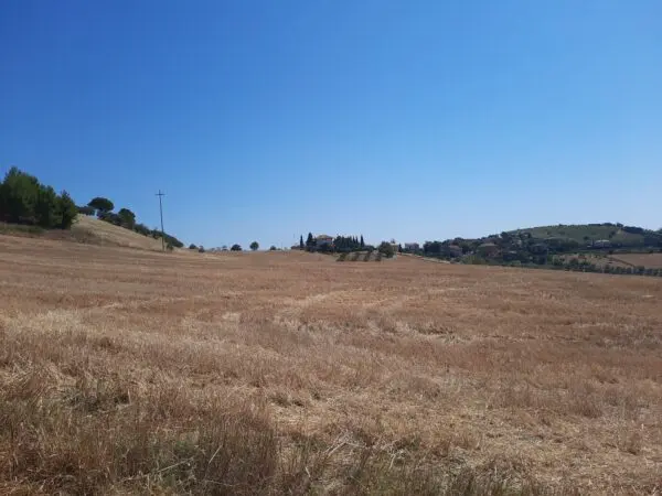 Immagine per Agricolo in vendita a Offida via Sp 17