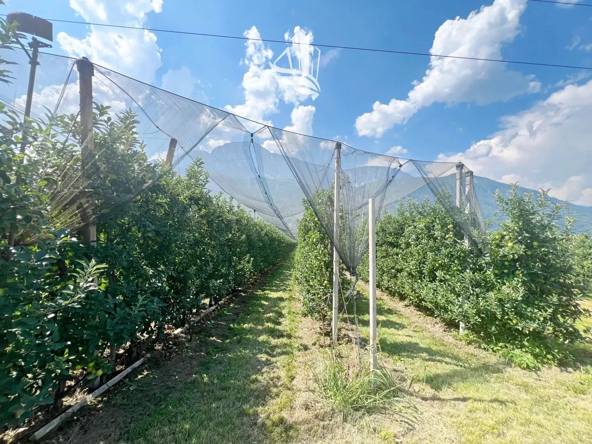 Immagine per Terreno agricolo in vendita a Nalles