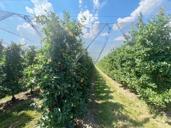 Terreno Agricolo Nalles