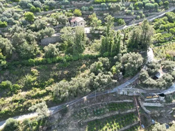 Immagine per Area verde in vendita a Bordighera via Silvio Pellico 10