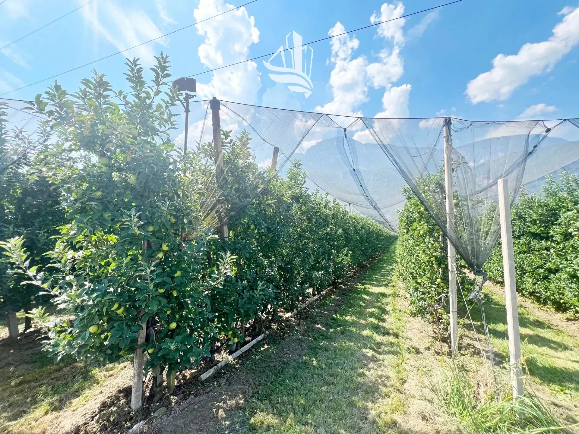 Immagine per Terreno agricolo in vendita a Nalles