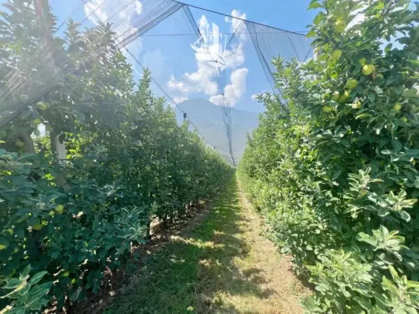 Terreno Agricolo Nalles