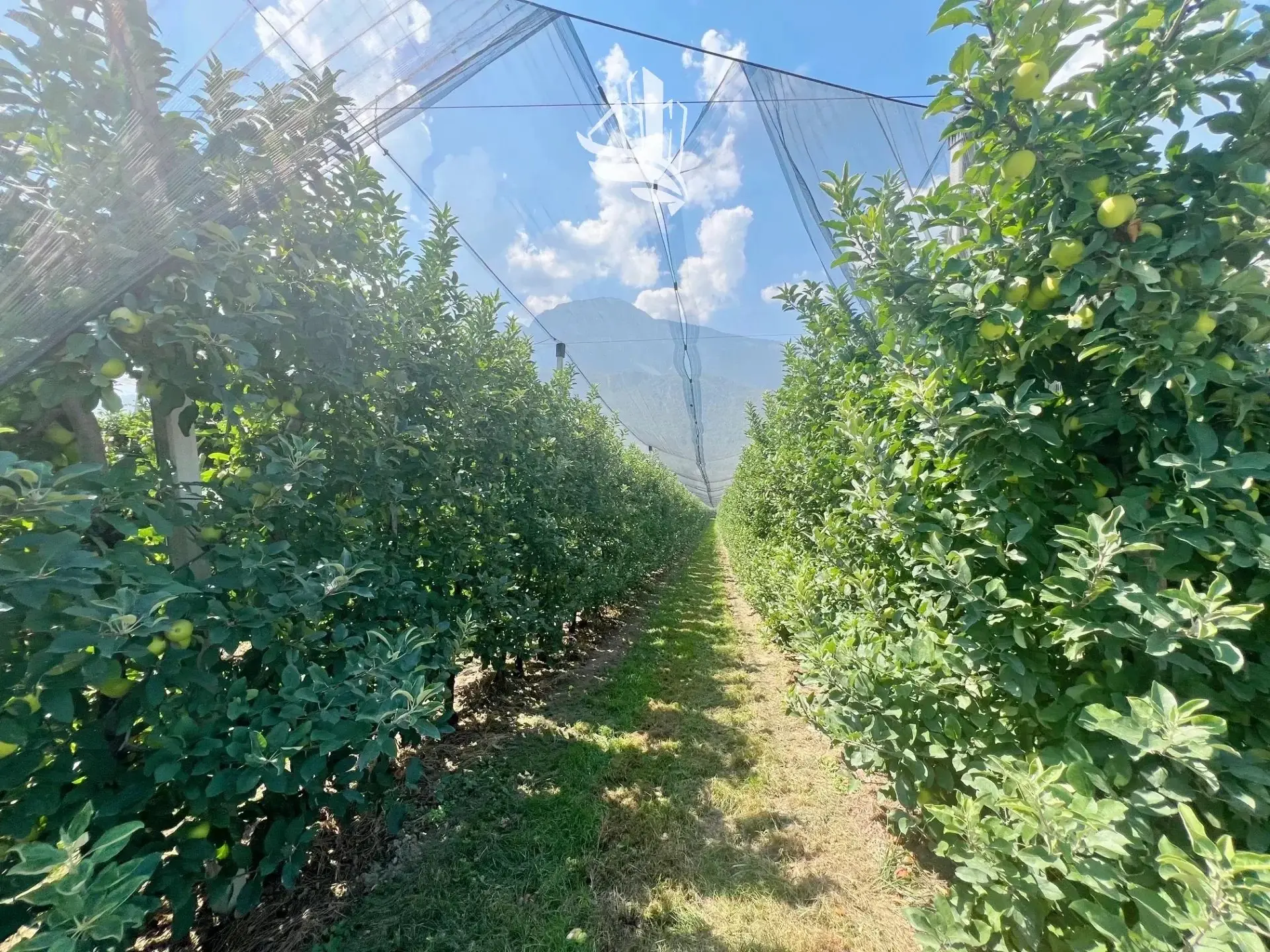 Immagine per Terreno agricolo in vendita a Nalles