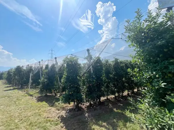 Terreno Agricolo Nalles