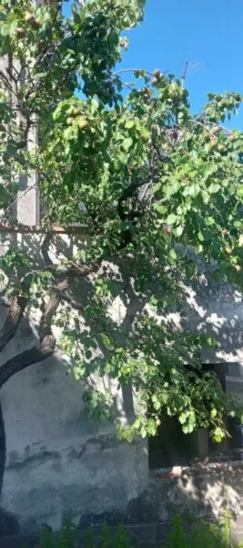 Immagine per Villa in vendita a Lucca