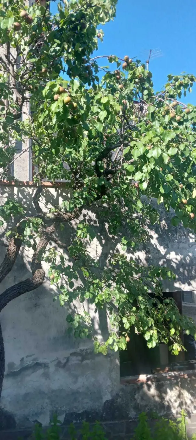 Immagine per Villa in vendita a Lucca