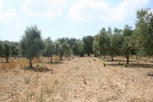 Terreno Agricolo via Contrada Mandrò, Cutrofiano