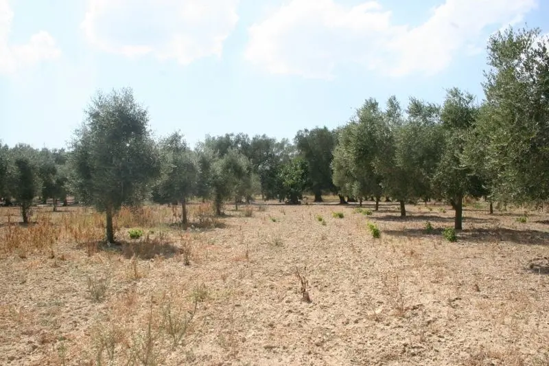 Immagine per Terreno agricolo in vendita a Cutrofiano via Contrada Mandrò