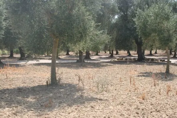 Terreno Agricolo via Contrada Mandrò, Cutrofiano