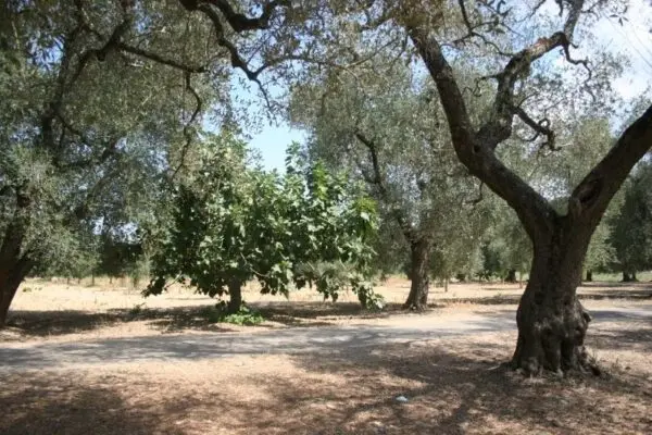 Terreno Agricolo via Contrada Mandrò, Cutrofiano