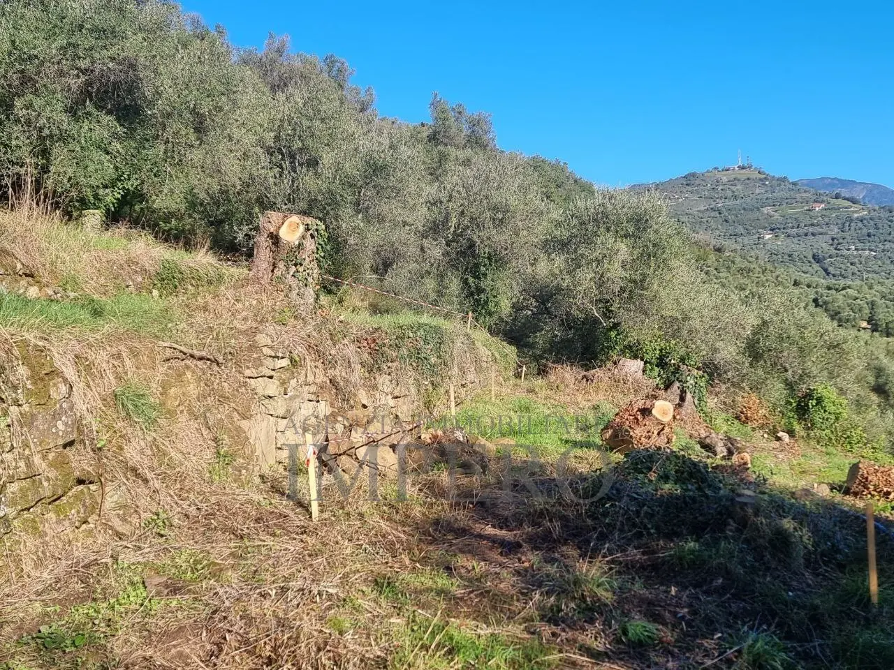 Immagine per Area verde in vendita a Dolceacqua via Tornatore Monsignore B 6
