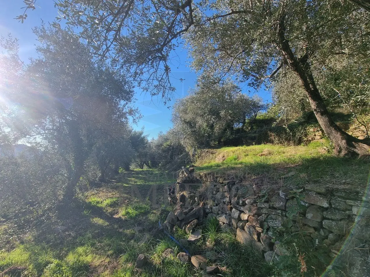 Immagine per Area verde in vendita a Dolceacqua via Tornatore Monsignore B 6