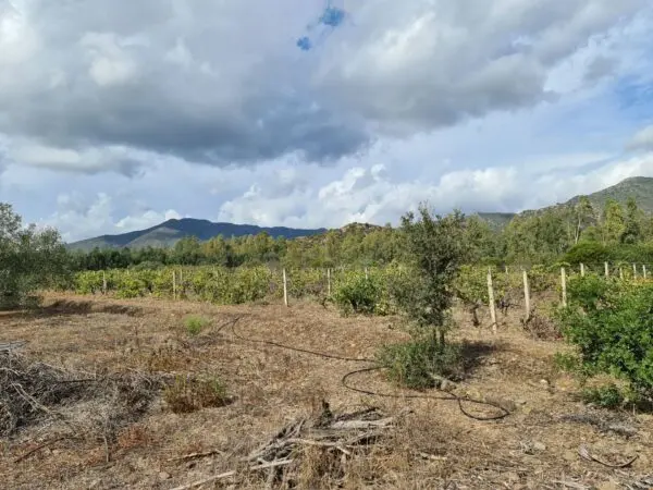 Terreno Agricolo via Ex Ss 125, Villasalto
