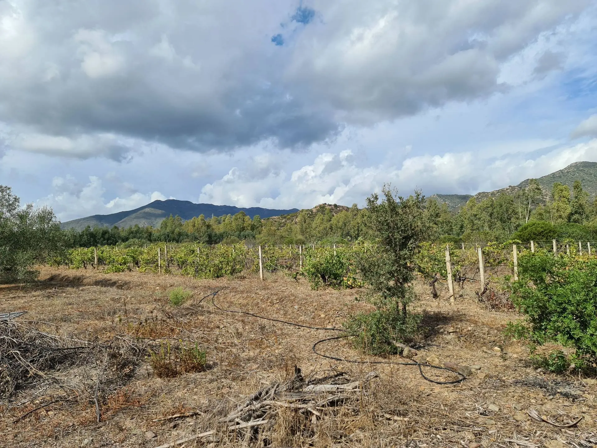Immagine per Terreno Agricolo in vendita a Villasalto Ex Ss 125 