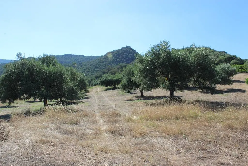 Immagine per Terreno Agricolo in vendita a Castiadas Via San Pietro