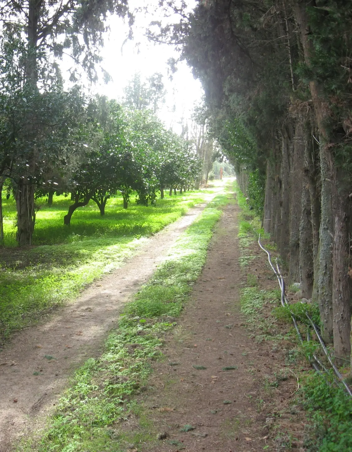 Immagine per Terreno agricolo in vendita a Monastir via Ss 130dir