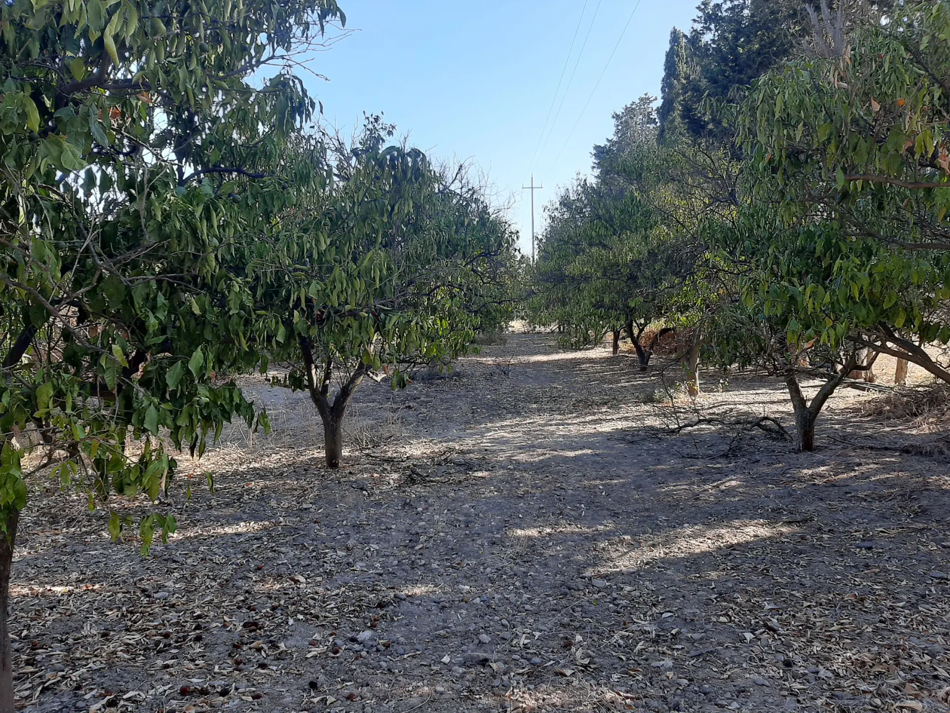 Immagine per Terreno agricolo in vendita a Monastir via Ss 130dir