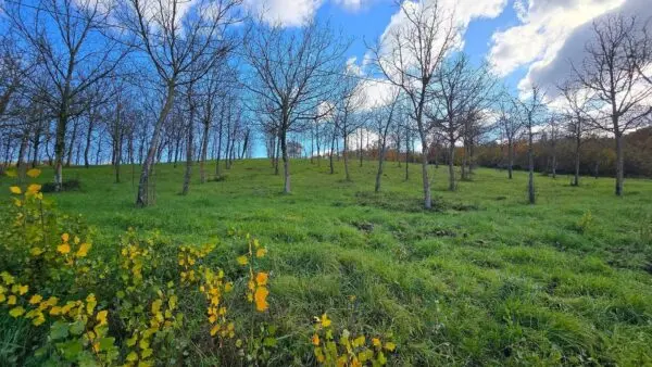 Azienda Agricola via Vocabolo Capanni Snc, Baschi