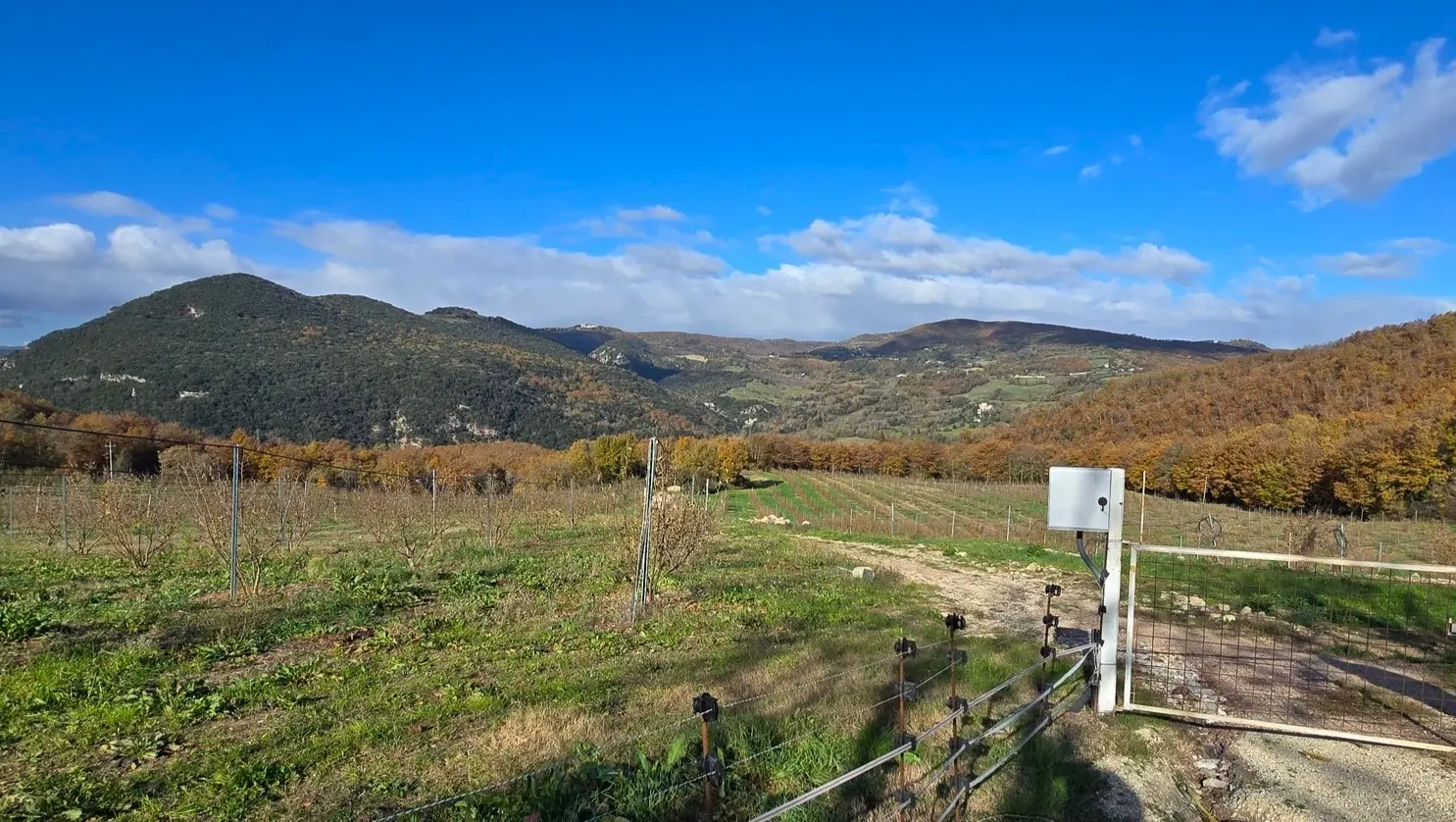 Immagine per Azienda agricola in vendita a Baschi via Vocabolo Capanni snc