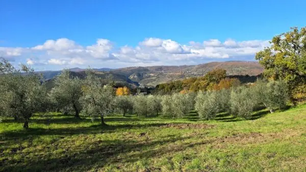 Azienda Agricola via Vocabolo Capanni Snc, Baschi