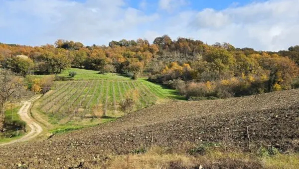 Azienda Agricola via Vocabolo Capanni Snc, Baschi