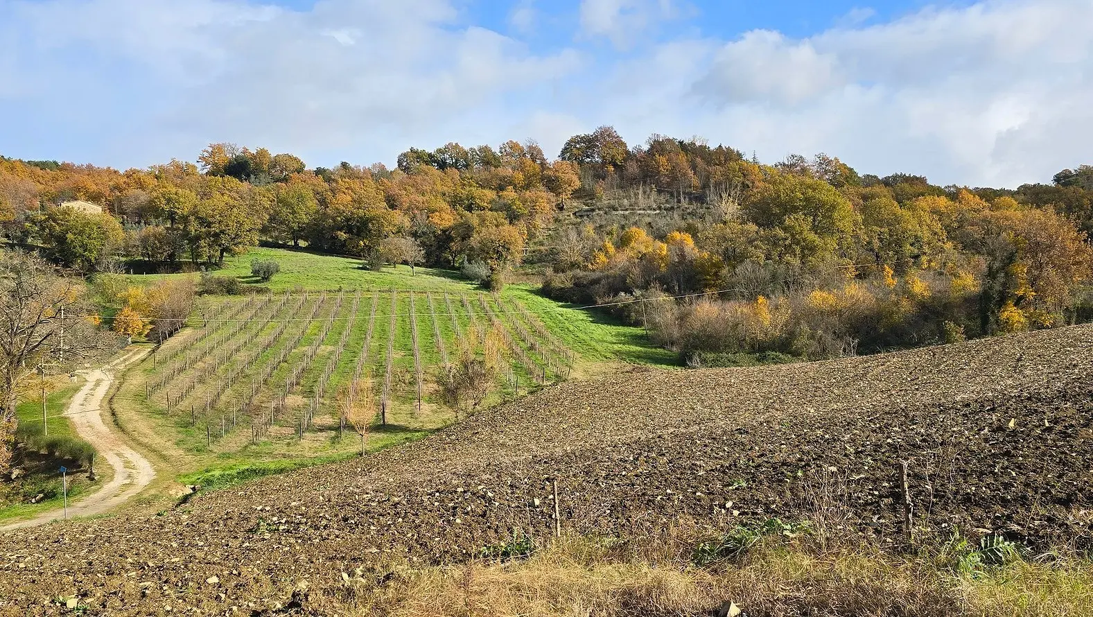 Immagine per Azienda agricola in vendita a Baschi via Vocabolo Capanni snc