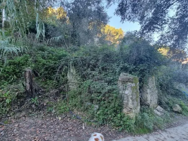 Uliveto strada Degli Olandesi, Camporosso