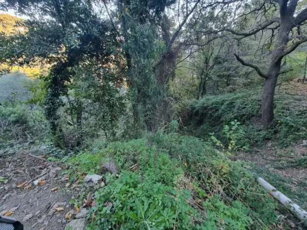 Uliveto strada Degli Olandesi, Camporosso