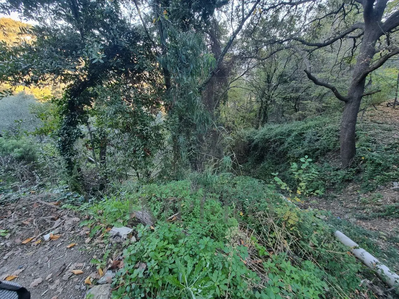 Immagine per Uliveto in vendita a Camporosso strada Degli Olandesi