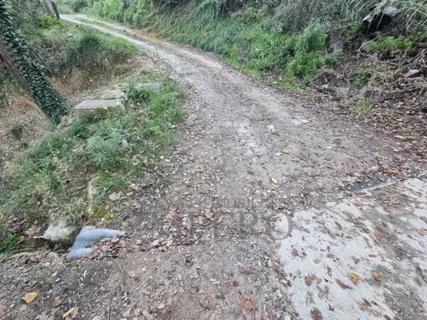 Uliveto strada Degli Olandesi, Camporosso