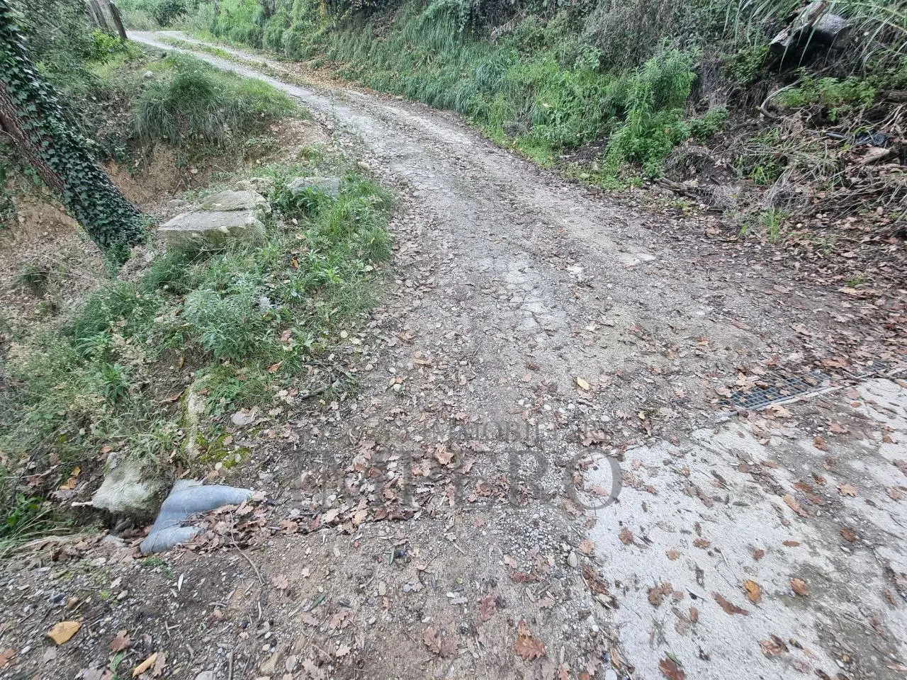 Immagine per Uliveto in vendita a Camporosso strada Degli Olandesi