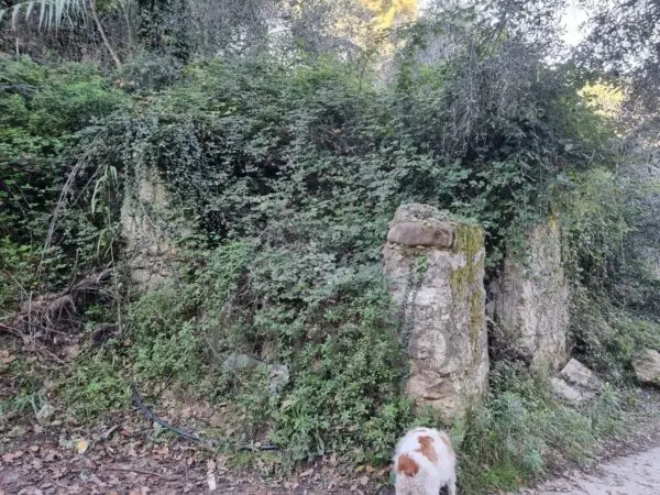 Uliveto strada Degli Olandesi, Camporosso