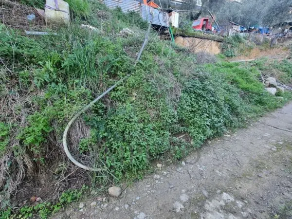 Uliveto strada Degli Olandesi, Camporosso