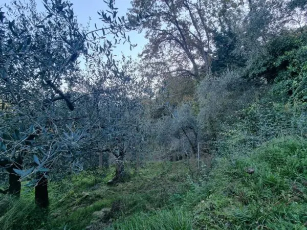 Uliveto strada Degli Olandesi, Camporosso