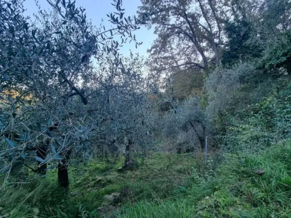 Uliveto strada Degli Olandesi, Camporosso