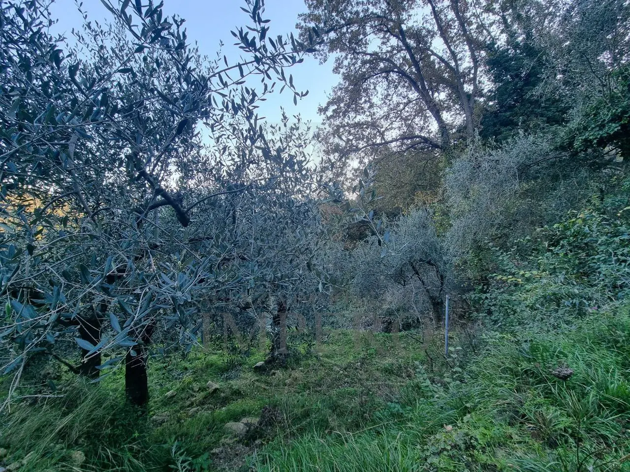 Immagine per Uliveto in vendita a Camporosso strada Degli Olandesi